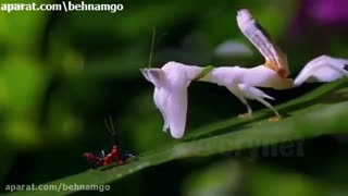 شگفتی های جهان خلقت 2