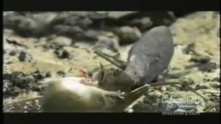 شگفتی های جهان خلقت 5