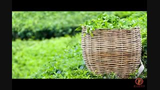#چای زرین