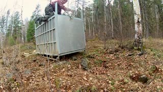 کلیپ دیدنی از زمان رها کردن یک ببر  به حیات وحش