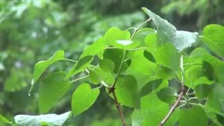 تلاوت قران کریم