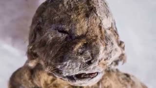 10 حیوانی که در زمان متوقف شده اند(منجمد شده اند)