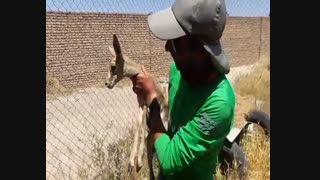 بچه آهوی ناز طبیعت پارک ملی شهرستان اسفراین