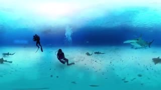 360° Great Hammerhead Shark Encounte