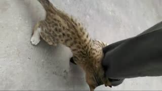 گربه ی خوشگل ورزشکار _ تمرینات مایکل کتسون تا سر حد جنون (قسمت سوم) کلیپ رحمان