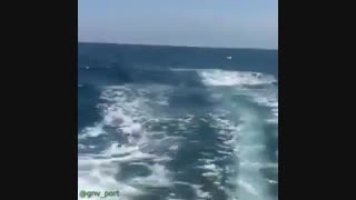 نهنگ قاتل در آب های خلیج فارس