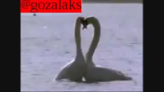 رقص زیبای قوها