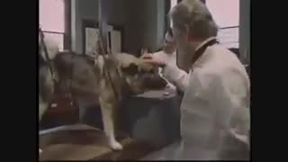 ما چگونه شرطی می شویم؟