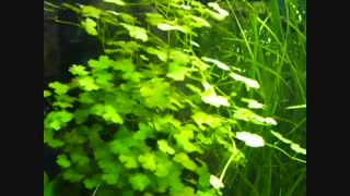 چمن آکواریم مارش