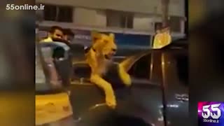 بازداشت یک نفر در کراچی پاکستان به دلیل گشت و گذار در شهر به همراه یک شیر