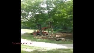 انتقام درخت بعد از قطع شدن !