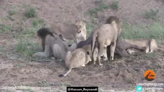 گاهی معرفت و انسانیت را باید از حیوانات آموخت