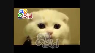 رقص حیوانات 1