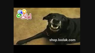 مصاحبه با حیوانات درباره پت شاپ اینترنتی لولاک