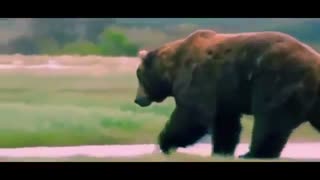 Amazing Wildlife of Alaska - Full Documentary (HD 720p)