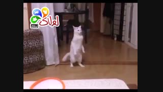 رقص حیوانات 2