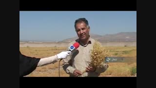برداشت عدس در استان لرستان