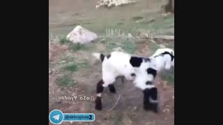 چه بزغاله های قشنگی :)