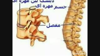 درمان 100%دیسک کمر بدون جراحی،بدون هزینه درسریع ترین زمان ممکن-معجزه قرن