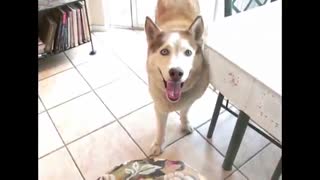 funny moment dogs * لحظات خنده دار و بامزه سگ ها