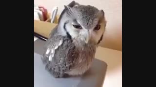 جغدا کسی بیداره؟