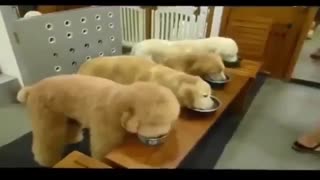 رفتار های حیوانات خانگی ....شدیدا جالب