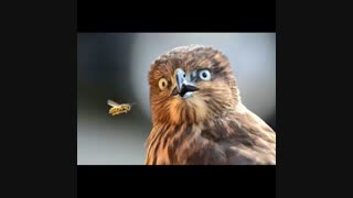 بچه ها بیاین سریع