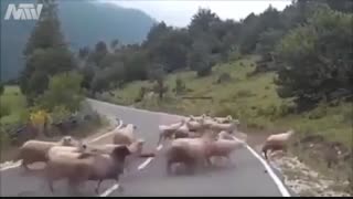 کودتای گوسفندان :/..فقط اخرین ضربه-ــــــــ-