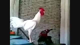 خندیدن خروس