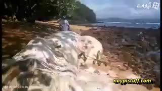 پیدایش موجود عجیب در سواحل فیپیلین...!