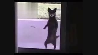 رقص حیواناتXD