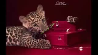 هماهنگ کردن فرکانس ارتعاشی خود  با انرژی جهان برای پول وثرت و فراوانی