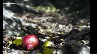 جشنواره گیلاس -روستای شیت