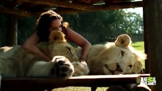 بعد از دیدن این ویدو نظرتون نسبت به شیر ها تغییر میکنه