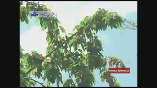 جشنواره گیلاس شیت ولیدر