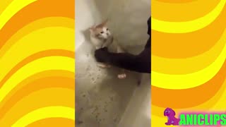 خنده دار ترین لحظات حیوانات خانگی...دیدنش رو توصیه میکنم