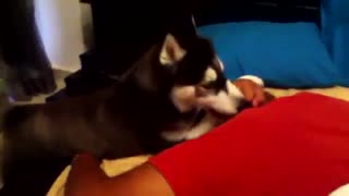 شیوه سگ ها برای بیدار کردن صاحبشان‌‌‌...