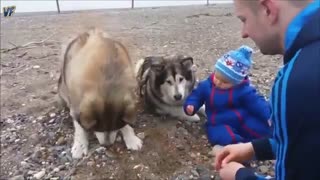 هاسکی....بهترین نوع سگ برای مراقبت از بچه ها