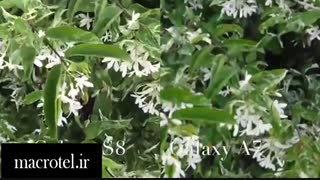 مقایسه دوربین Galaxy A7 vs S8درmacrotel.ir