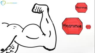 حجیم کردن عضلات (فارسی در سیب اول)