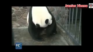 کلیپ زایمان طبیعی خرس پاندا در باغ وحش