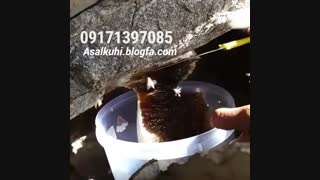 مستند برداشت عسل وحشی در کوهستان