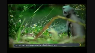 هینی مینی