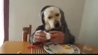 یه سگ با کلاس