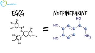 اثرات چای سبز در کاهش وزن - به زبان فارسی در سیب تل