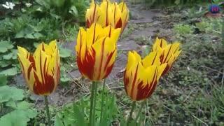 زیبا ترین گل های جهان