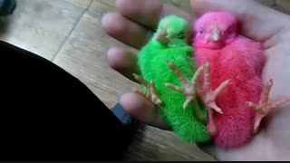 جوجه های خوشگل و ناز نازی (کلیپ رحمان)