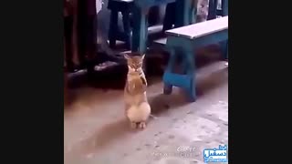 گربه ای که دست میزنه...توضیحات مهم!!