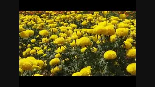 زیباترین گلهای جهان با موسیقی ارامبخش