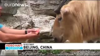 هندوانه خوردن حیوانات در گرمای تابستان